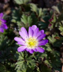 Sasanka vábná Pink Star - Anemone blanda - hlízy sasanek - 3 ks