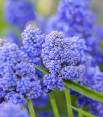 Modřenec Blue Spike - Muscari aucheri - cibule modřenců - 5 ks