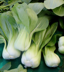 Pak Choi Atari F1 - Brassica rapa chinensis - osivo pak choi - 50 ks