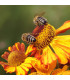 Jednoleté květy pro včely - osivo Planta Naturalis - směs letniček - 50 g