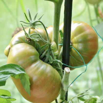 BIO Rajče Ananas Noire - Solanum lycopersicum - bio osivo rajčat - 6 ks