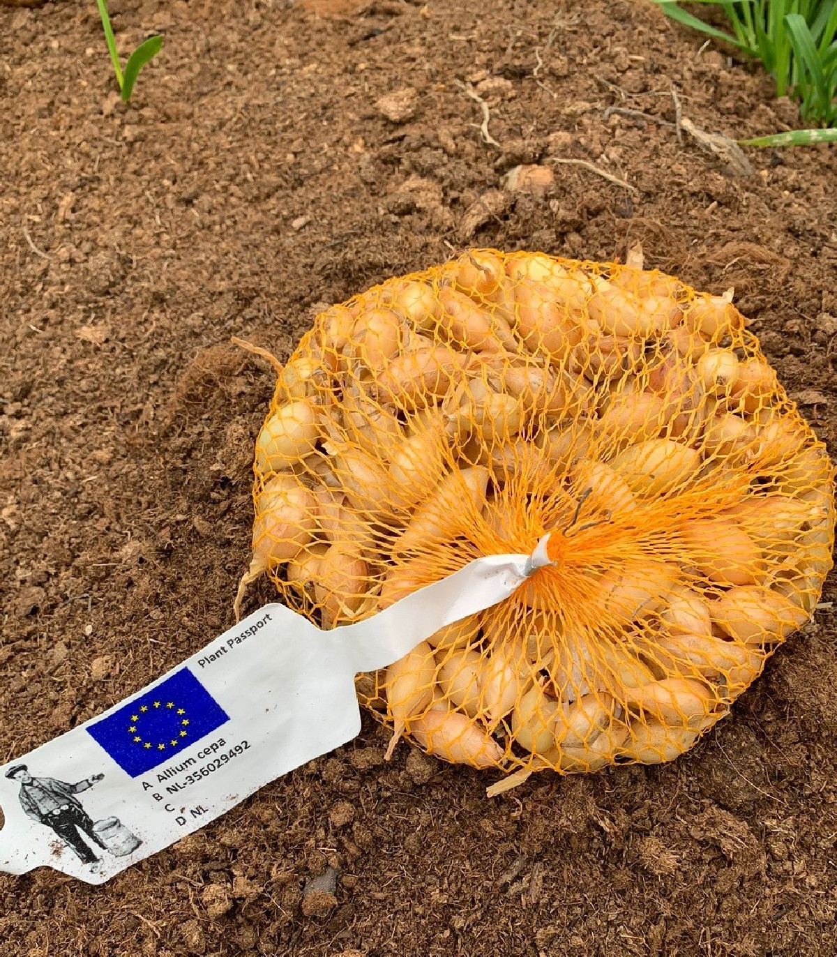 Cibule sazečka ozimá Shakespeare - Allium cepa - cibulky sazečky - 250 g
