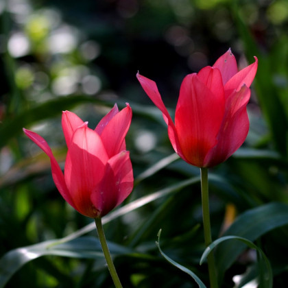Tulipán Toronto - Tulipa - cibule tulipánů - 3 ks
