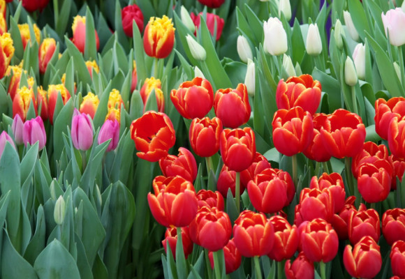 Pěstování tulipánů není složité, stačí dodržet pár pravidel
