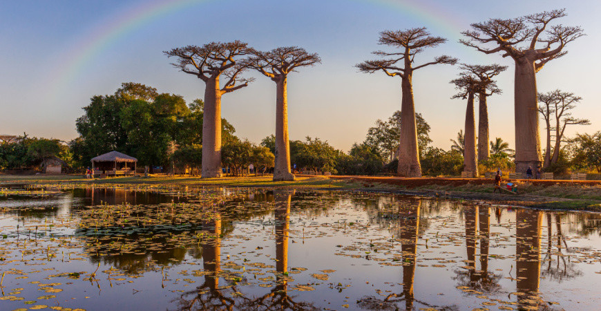 Africký baobab můžete pěstovat i v našich zeměpisných šířkách