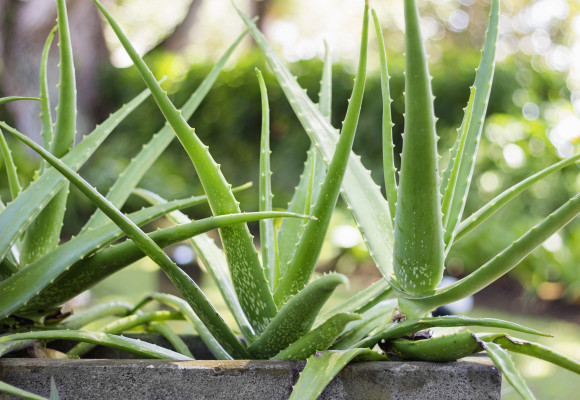 Aloe: výsev a pěstování