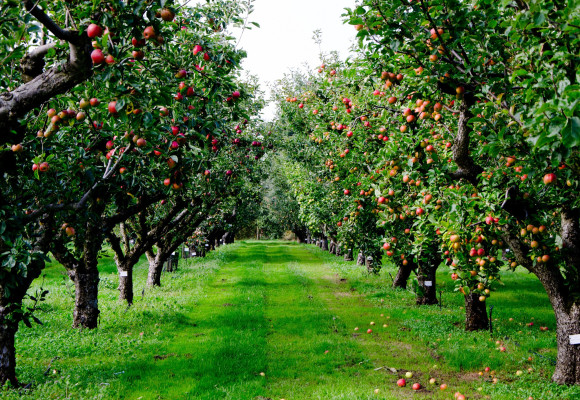 Podzim je vhodný pro výsadbu ovocných stromů