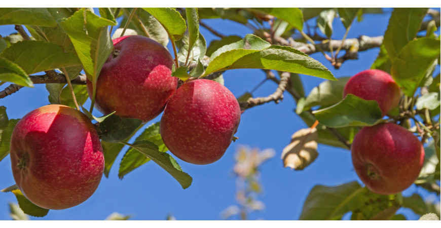 Pěstujeme ovocné stromy - jabloň